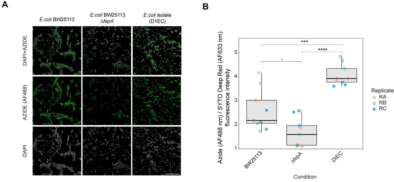 Taxonomic and mechanistic insights into gut microbiota bioaccumulation of entacapone using bioorthogonal drug labelling