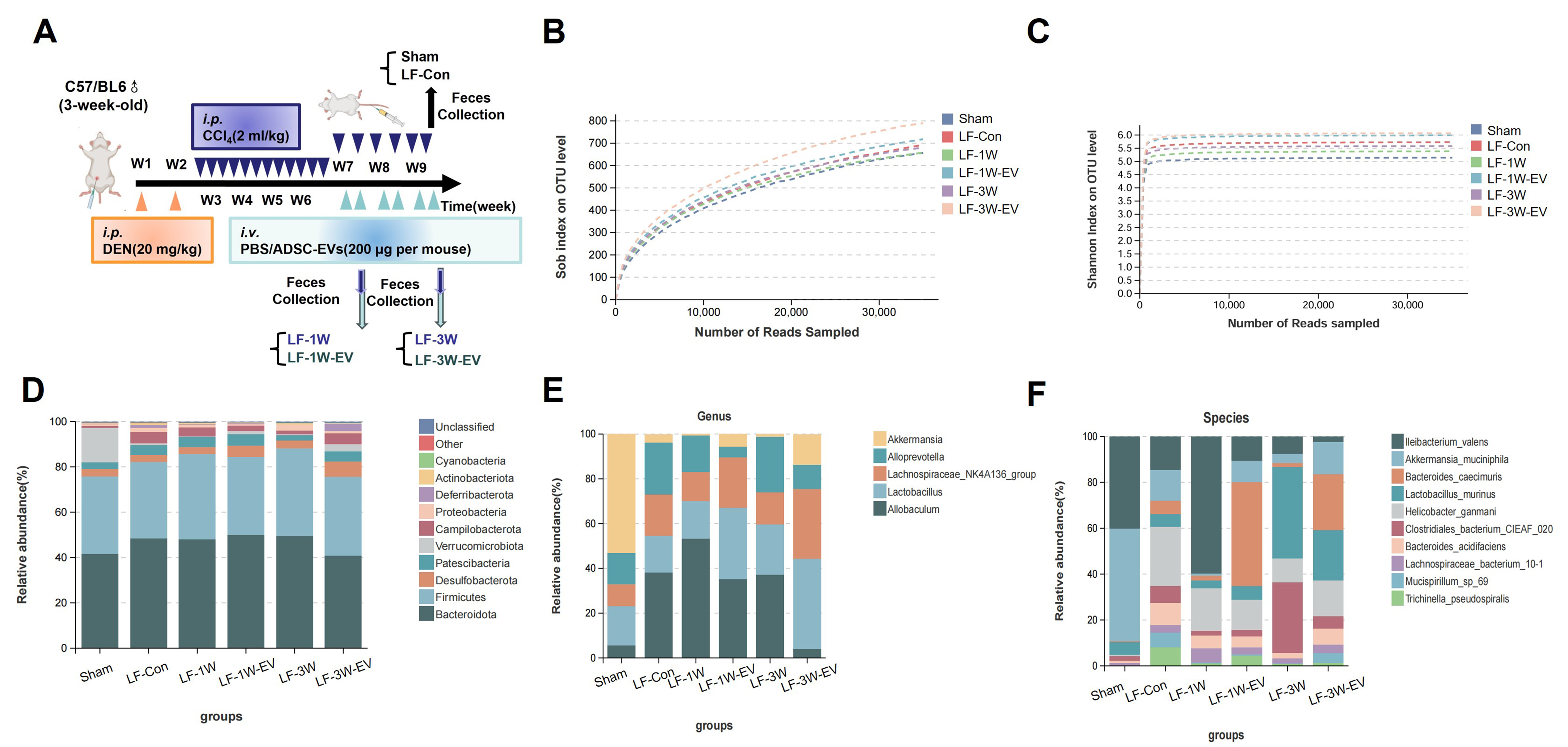 Adipose-derived stem cell extracellular vesicles attenuate liver fibrosis via restoration of gut barrier function and modulation of gut microbiota