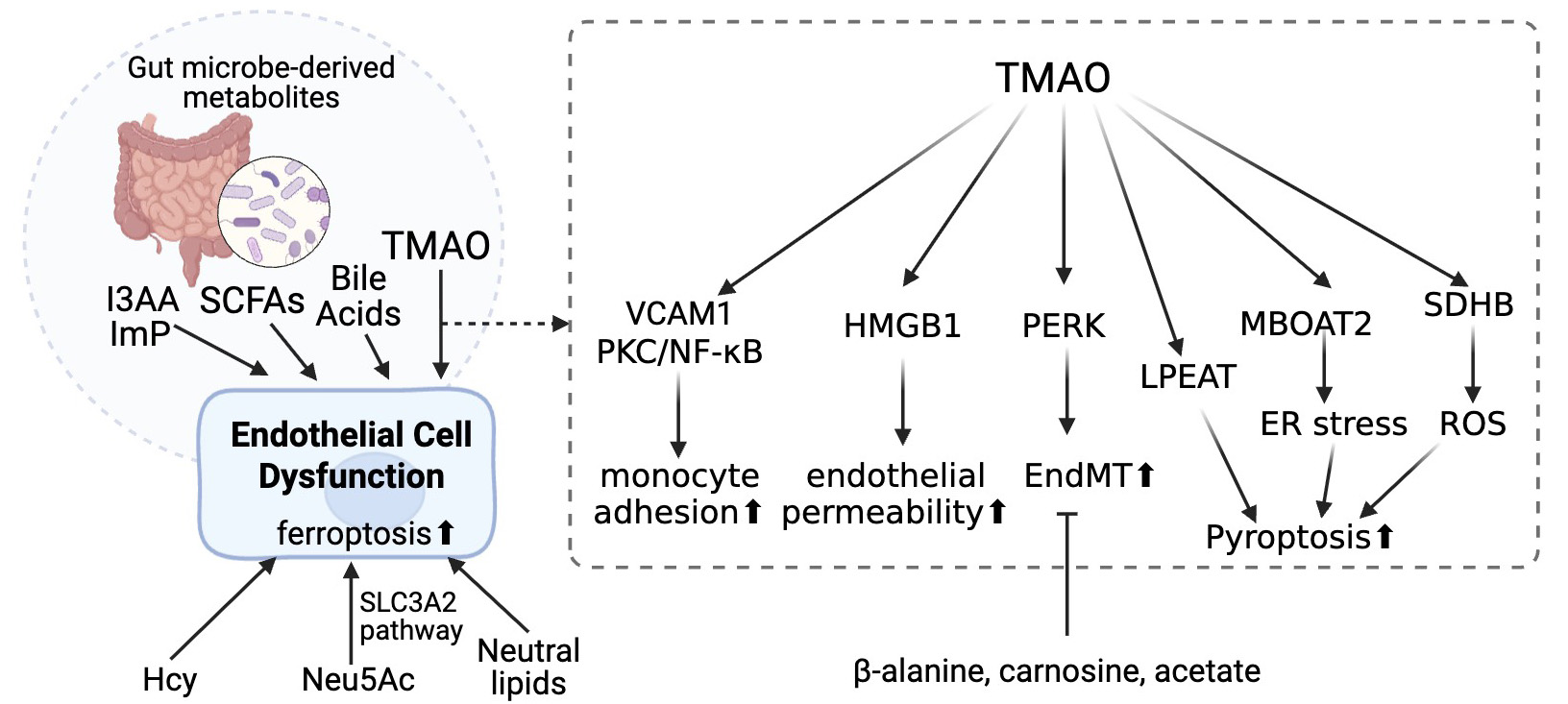 Endothelial dysfunction in atherosclerosis: from classical pathways to emerging mechanisms