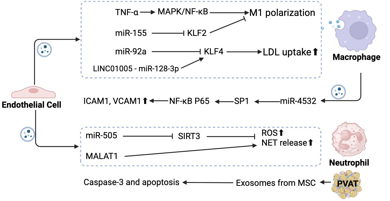 Endothelial dysfunction in atherosclerosis: from classical pathways to emerging mechanisms