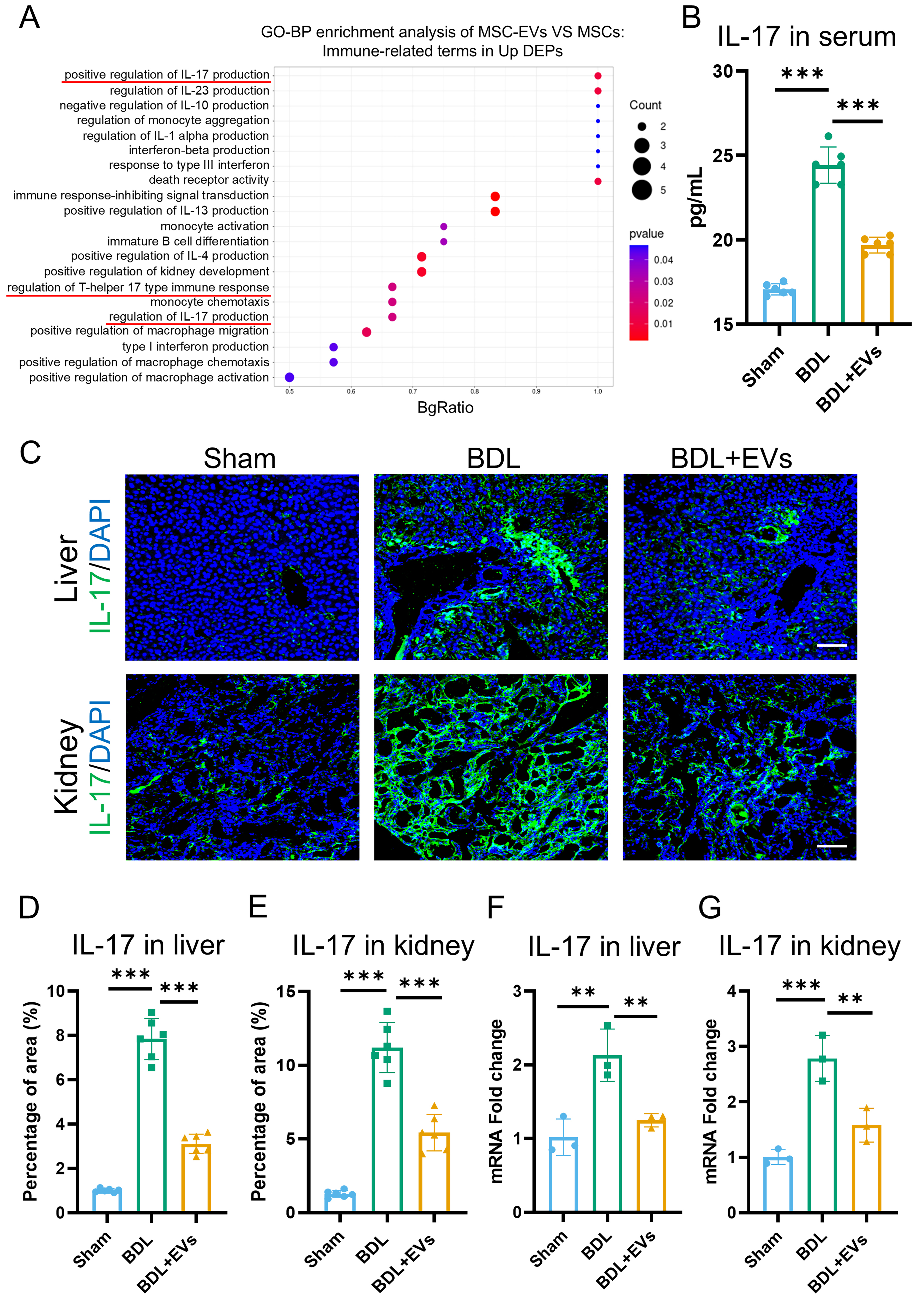 Multiorgan repair by MSC-derived extracellular vesicles in hepatorenal syndrome through necroptosis alleviation, immune reprogramming and fibrosis resolution
