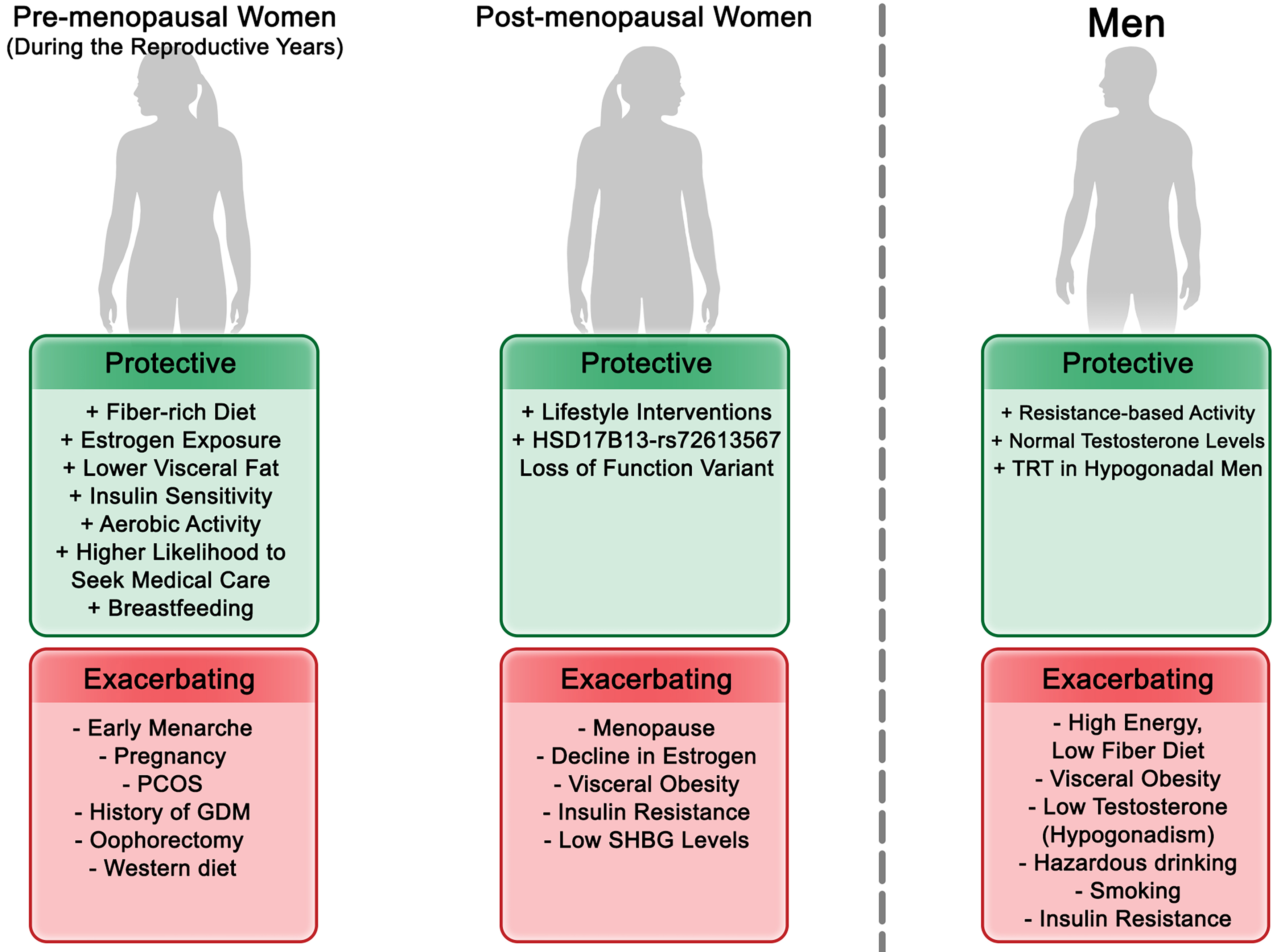 Sex and gender differences in MASLD: pathophysiological mechanisms, clinical implications, and future directions