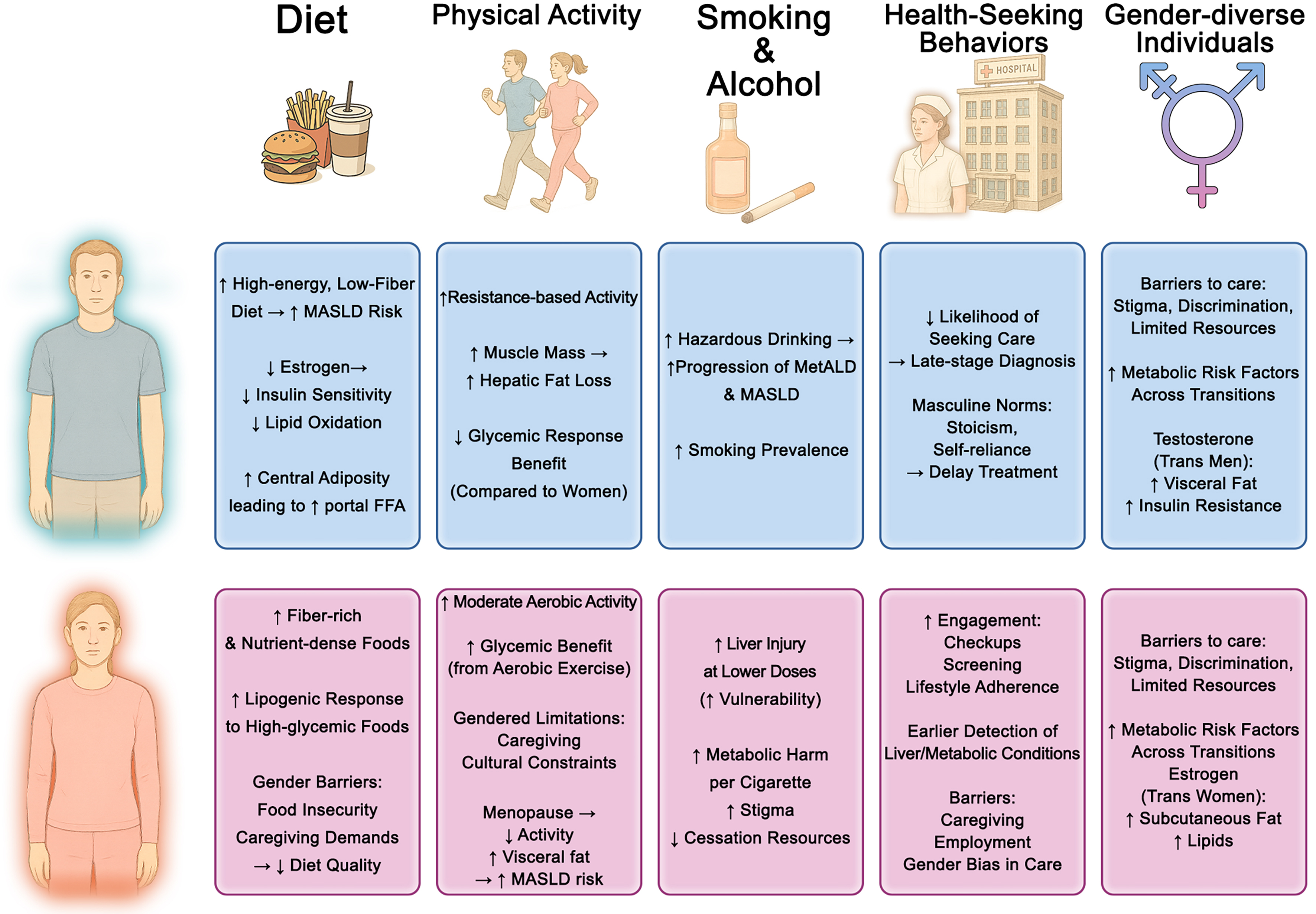 Sex and gender differences in MASLD: pathophysiological mechanisms, clinical implications, and future directions