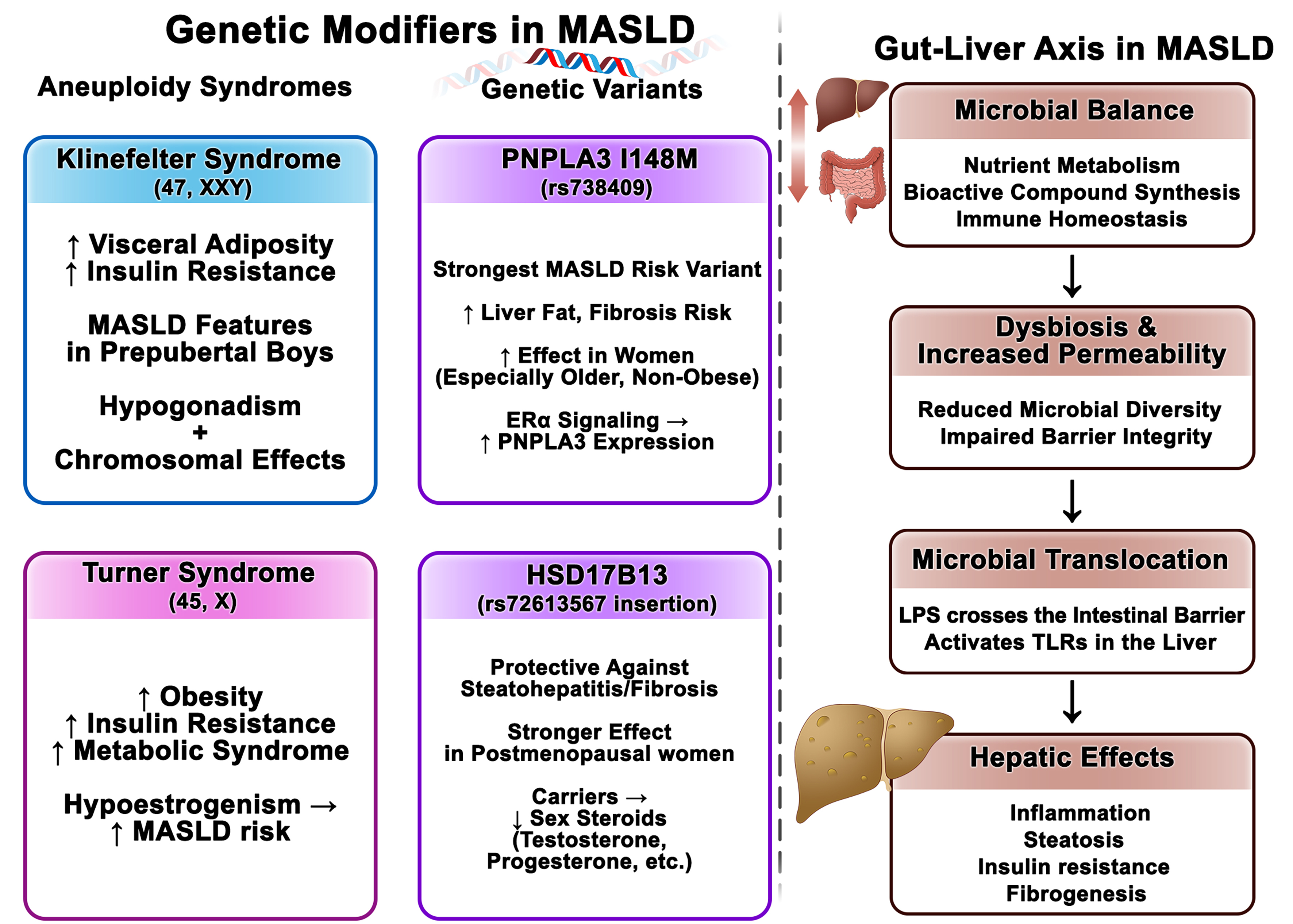 Sex and gender differences in MASLD: pathophysiological mechanisms, clinical implications, and future directions