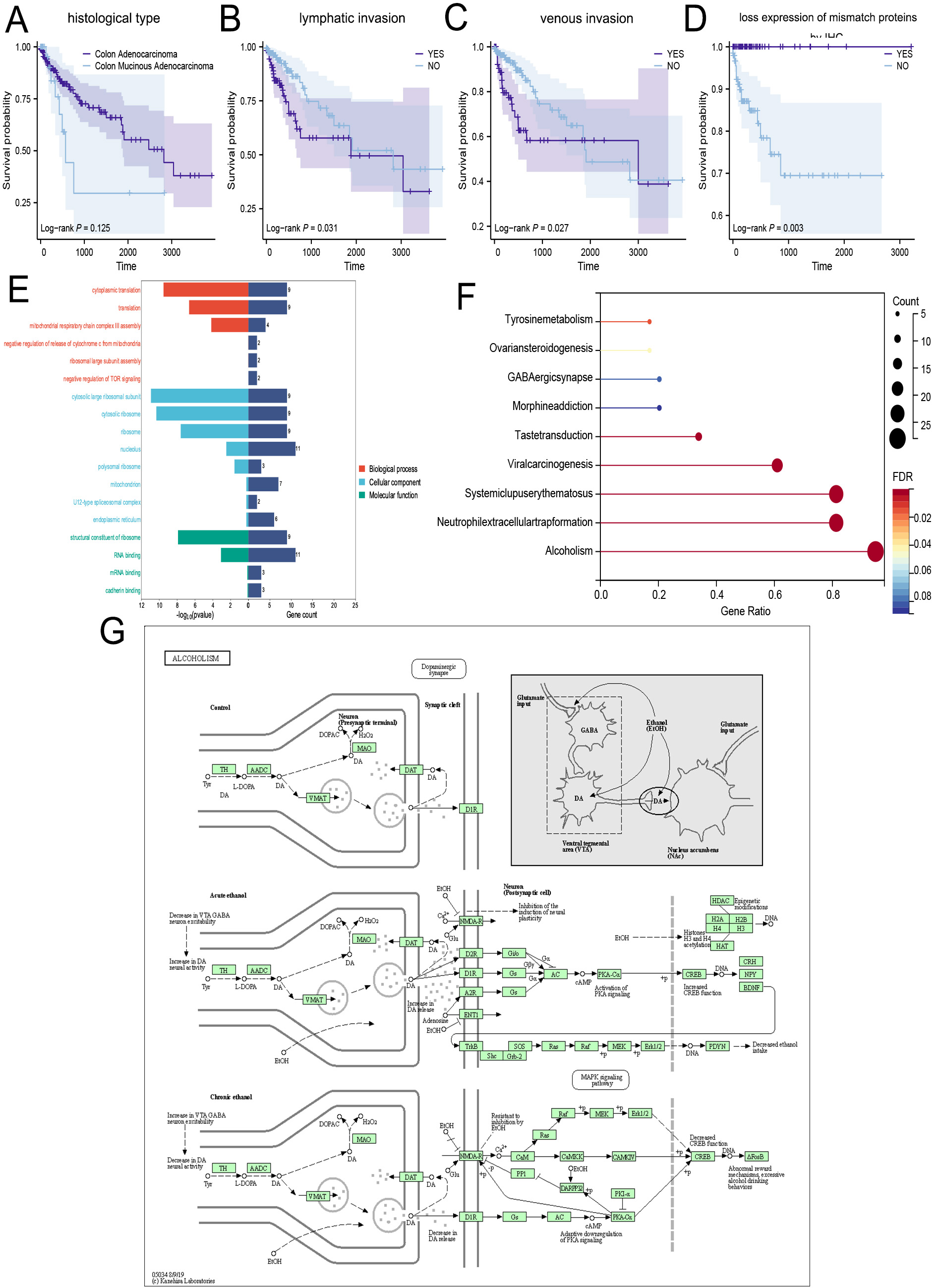 The lnc-MAPKAPK5-AS1 promotes colon cancer-derived liver metastasis via modulating the tumor microenvironment: an <i>in silico</i> study and immunohistochemistry validation