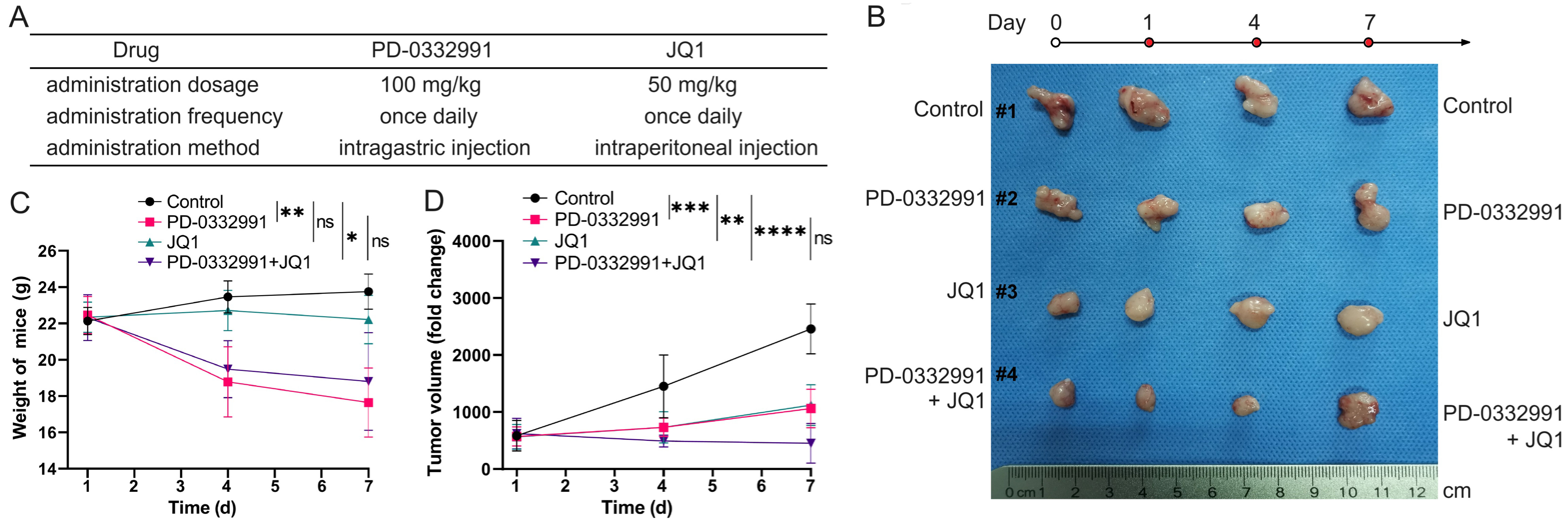 CDK4/6 and BET inhibitors synergistically suppress pancreatic tumor growth and epithelial-to-mesenchymal transition by regulating the GSK3β-mediated Wnt/β-catenin pathway