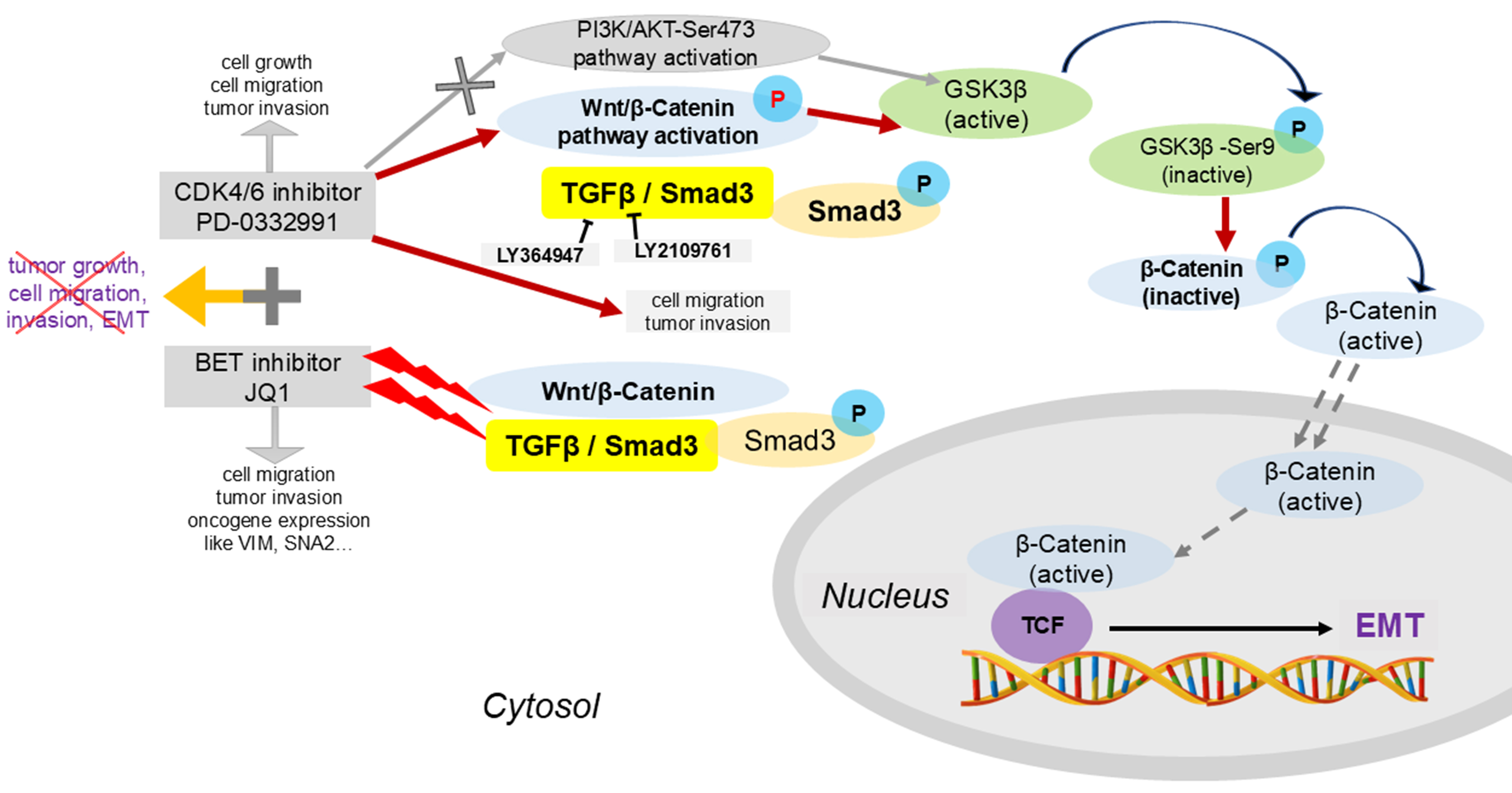 CDK4/6 and BET inhibitors synergistically suppress pancreatic tumor growth and epithelial-to-mesenchymal transition by regulating the GSK3β-mediated Wnt/β-catenin pathway