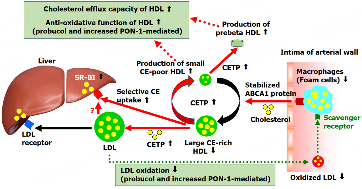 Impact of probucol on xanthoma reduction and its role in cardiovascular event prevention in familial hypercholesterolemia patients