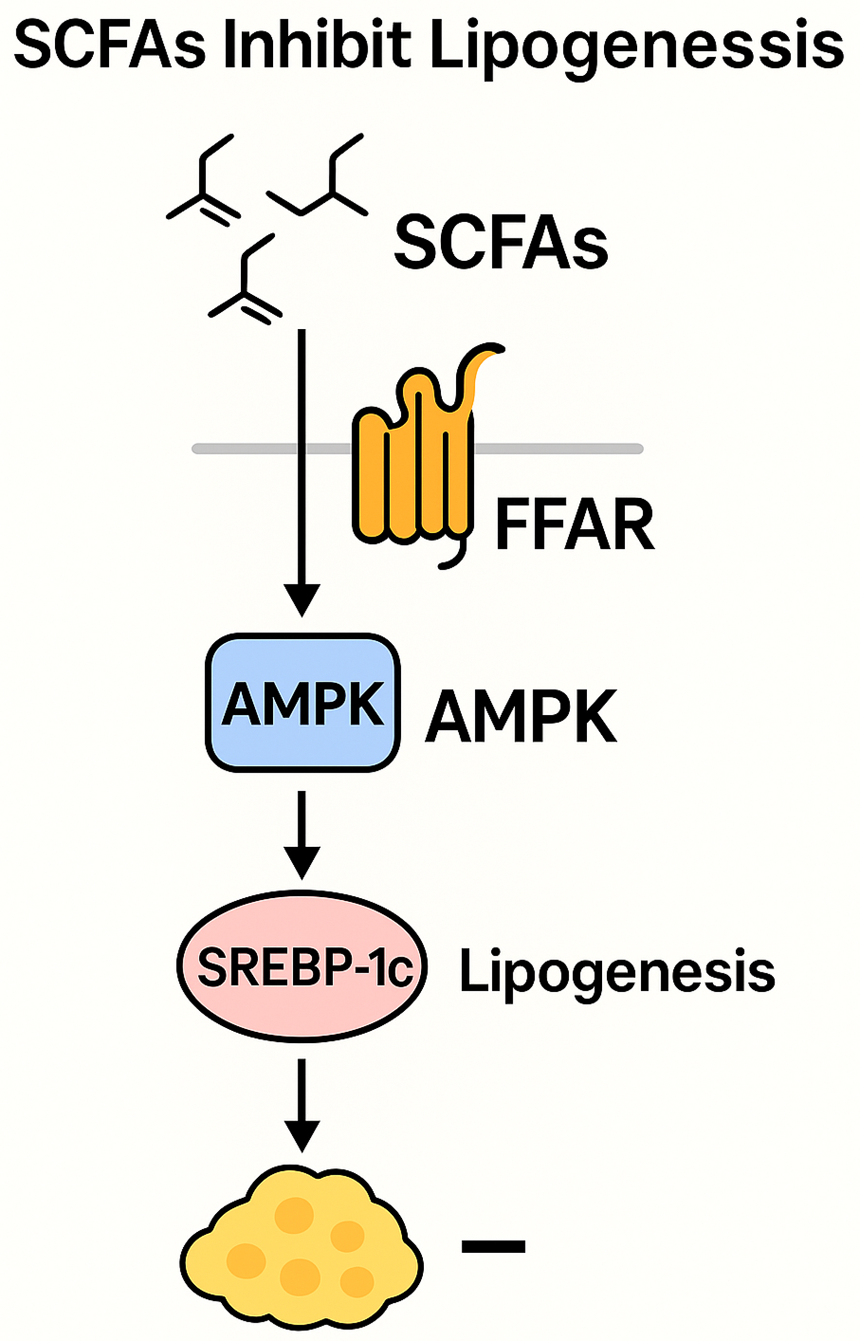 Recent advances in gut microbiota-mediated regulation of fat deposition and metabolic disorders