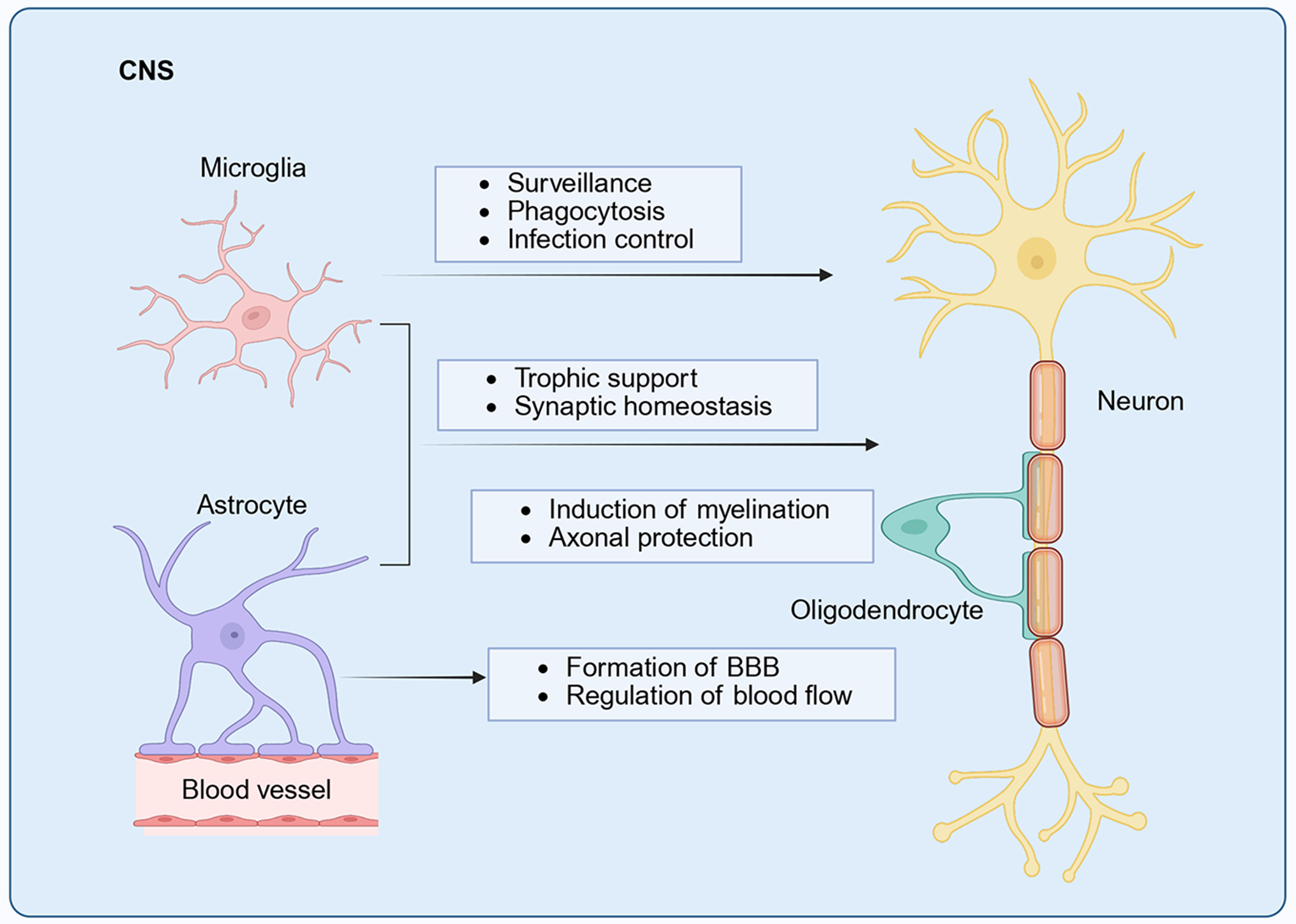 Targeting glial dysfunction in Alzheimer’s disease: insights into pathogenesis and emerging therapeutics