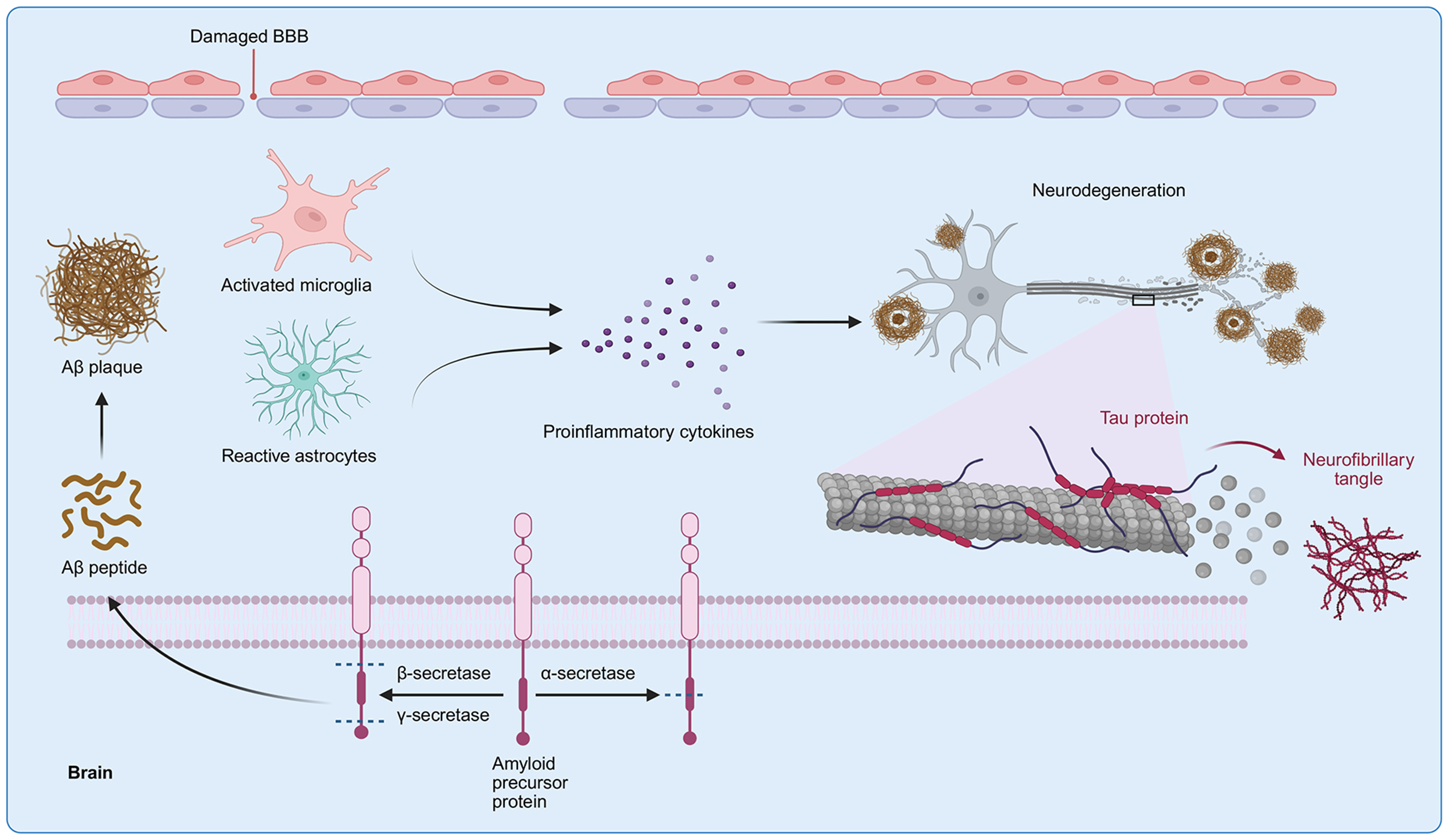 Targeting glial dysfunction in Alzheimer’s disease: insights into pathogenesis and emerging therapeutics