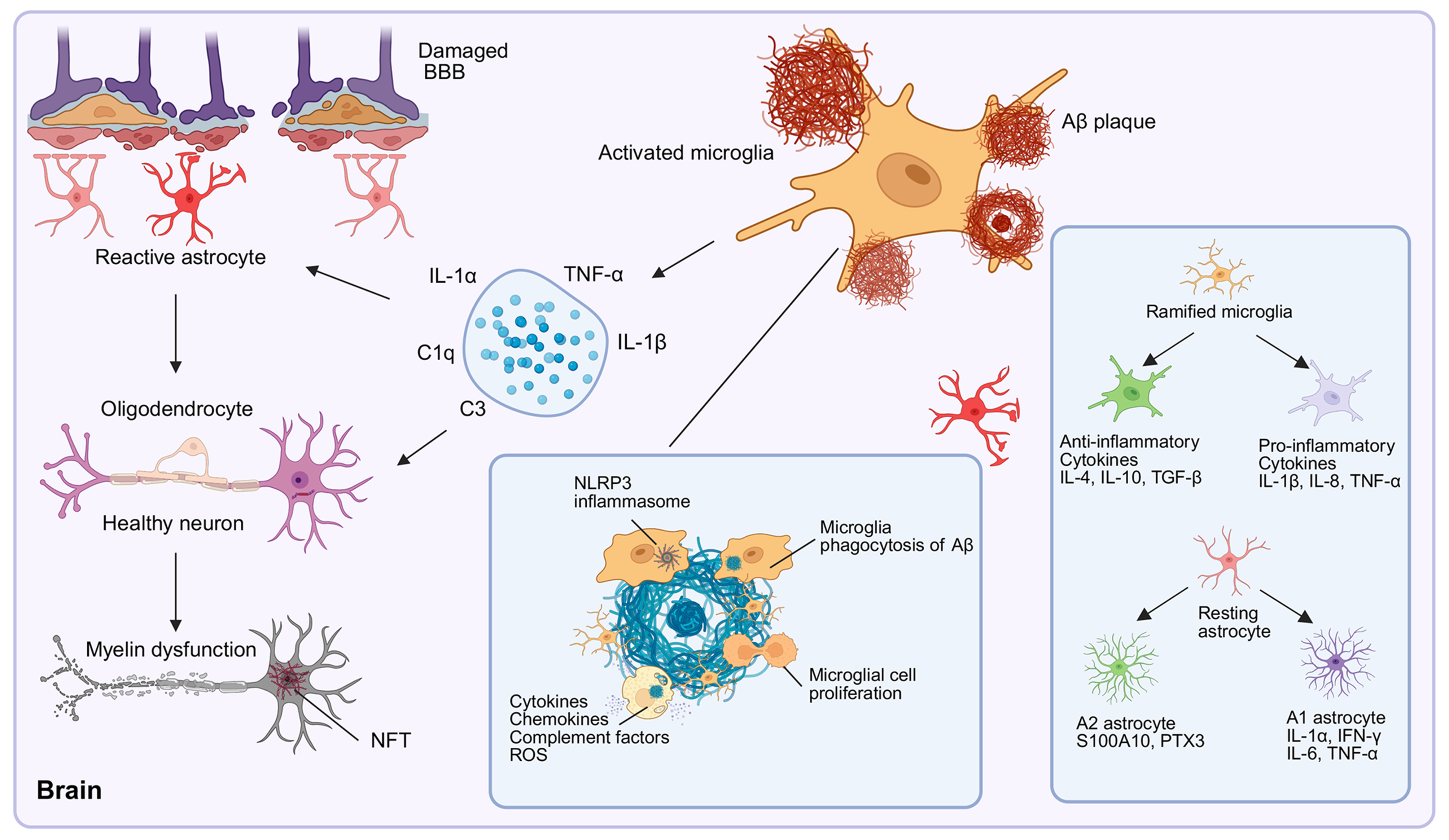 Targeting glial dysfunction in Alzheimer’s disease: insights into pathogenesis and emerging therapeutics
