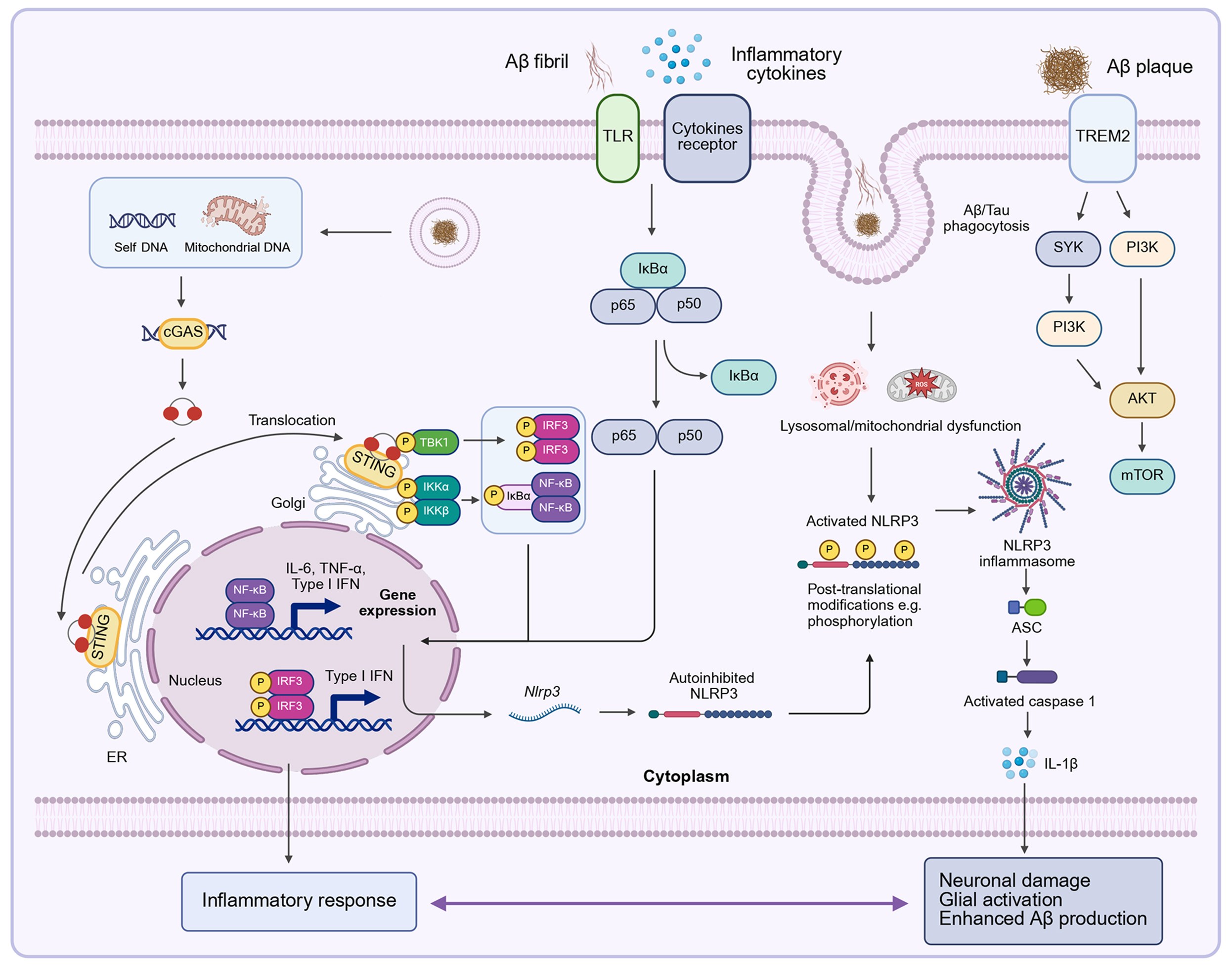 Targeting glial dysfunction in Alzheimer’s disease: insights into pathogenesis and emerging therapeutics