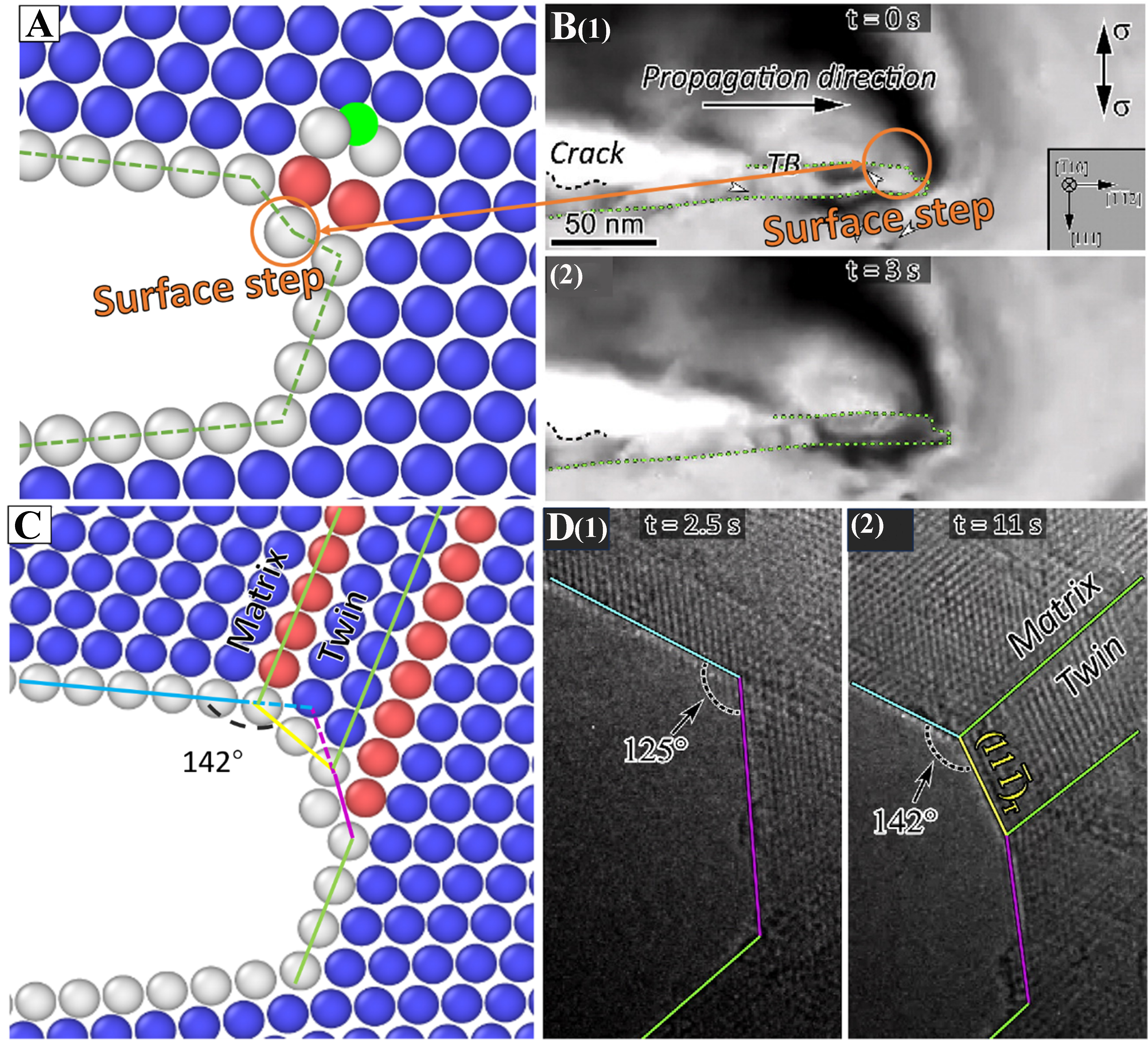 Atomistic underpinnings for dislocation emission behaviors at the crack tips in FCC metals in light of thermo-kinetic synergy